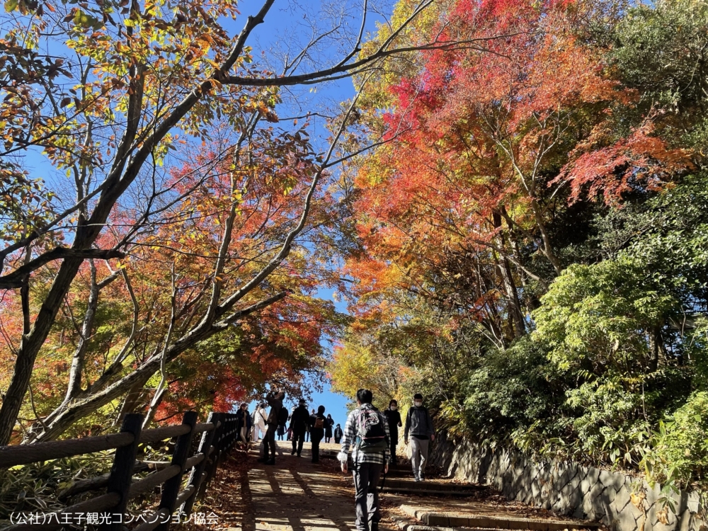 高尾山是超人氣的登山熱點，共有7條登山路線，可以在不同的角度觀賞高尾山的自然景觀、歷史文化及佛教寺廟建築。