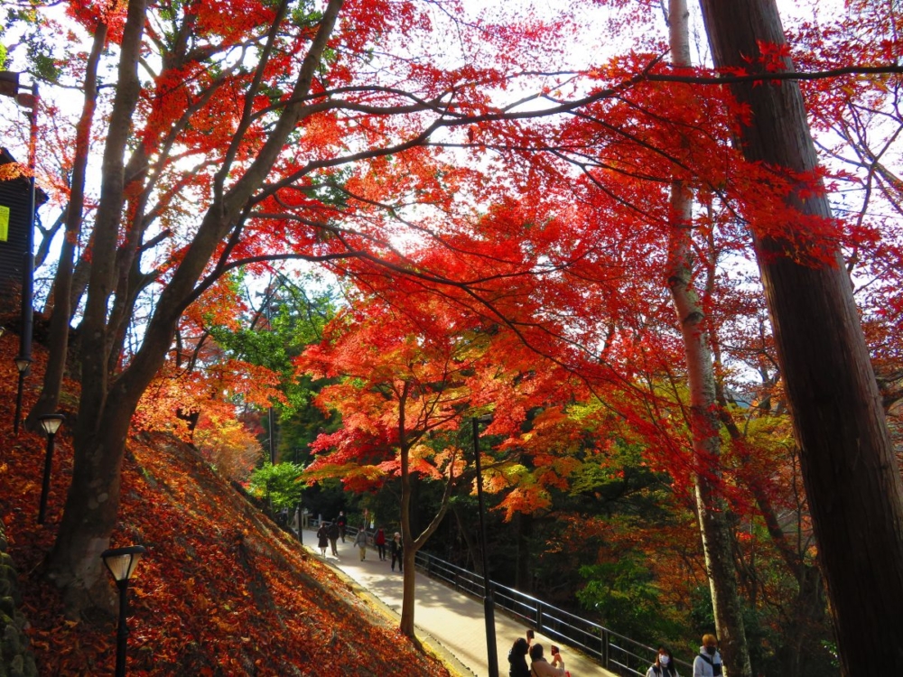 高尾山位於東京都八王子區，可以透過「京王電鐵 京王線」或「JR中央線轉京王線」前往。