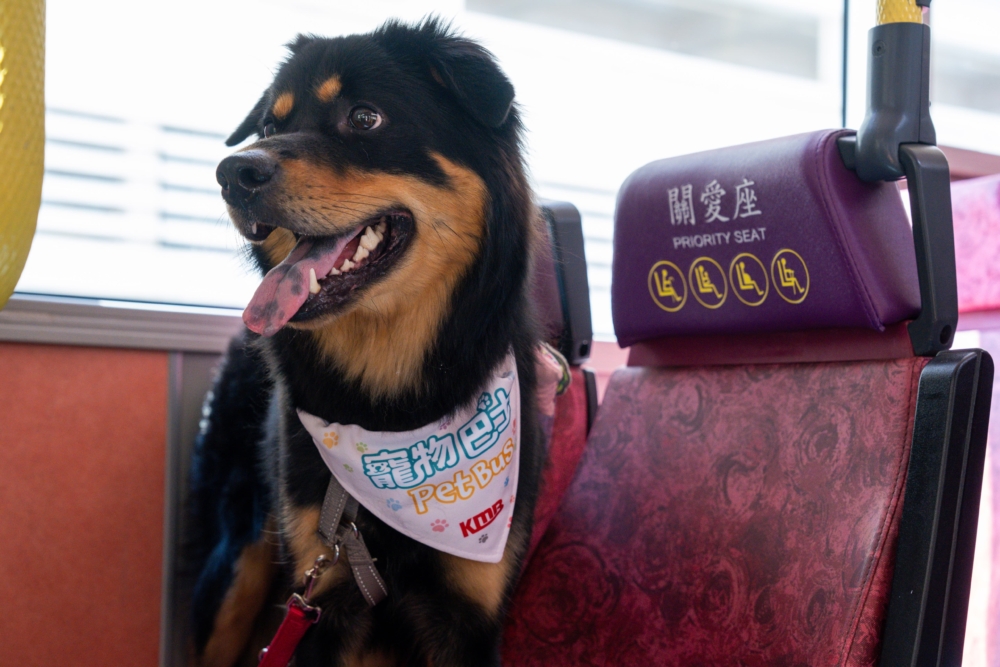 九巴支持動物權益。