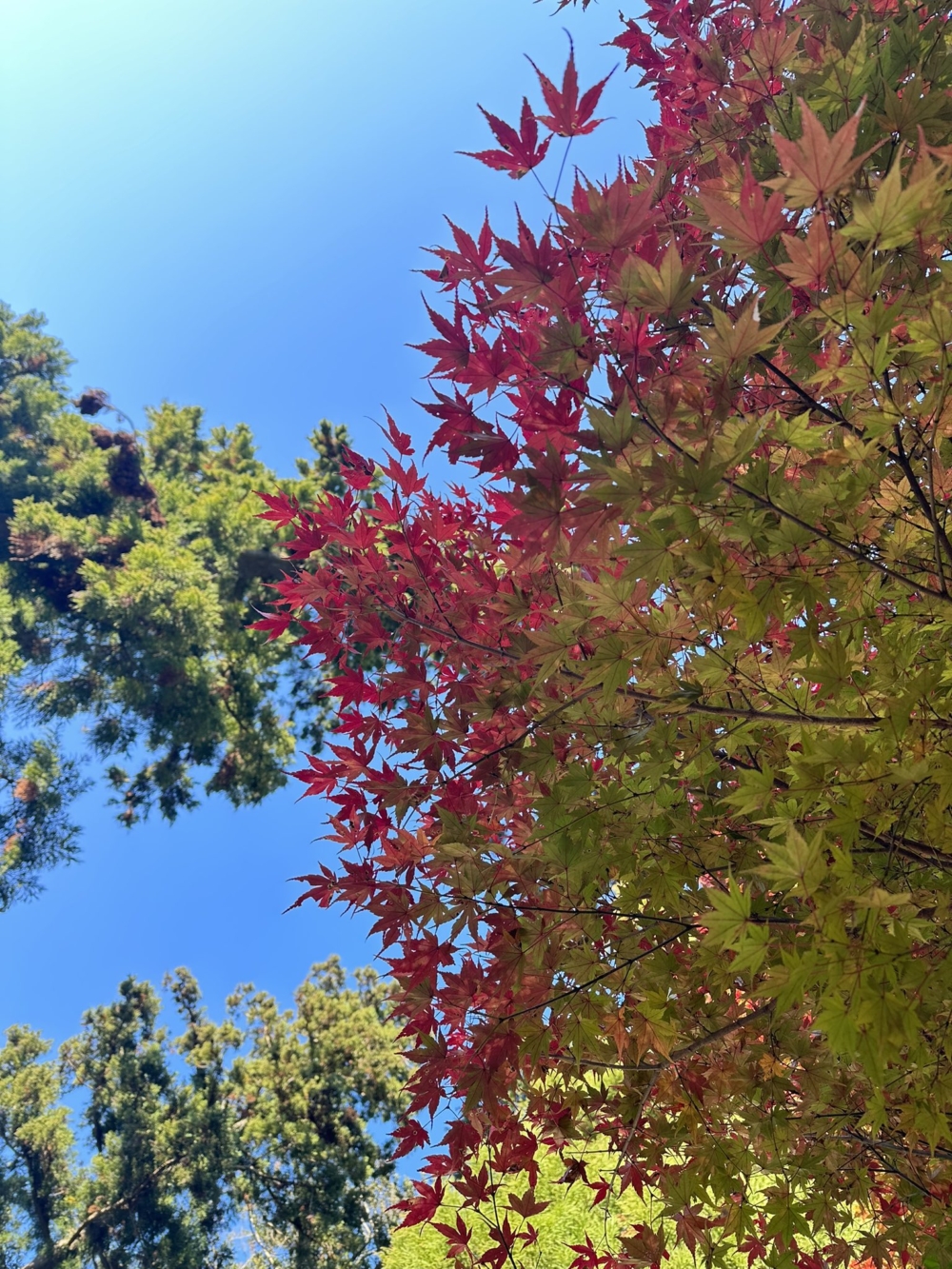 高尾山每年的最佳賞楓期一般落於11月中旬至12月上旬。