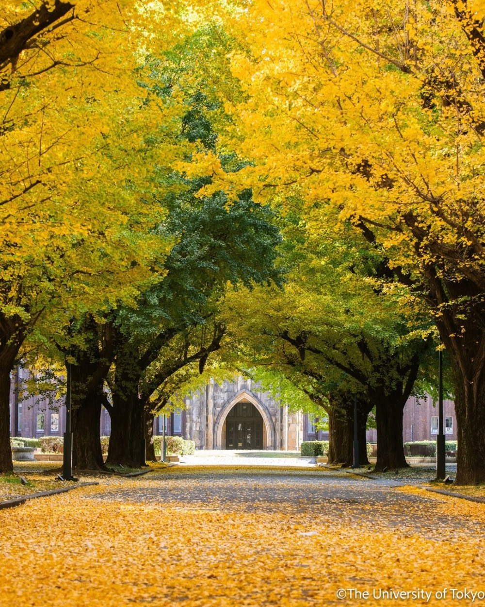 東京大學本鄉。