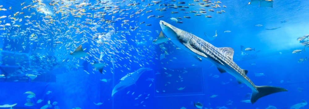 美麗海水族館是亞洲最大、世界前三大的水族館！