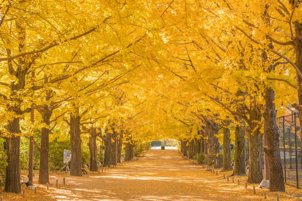 國營昭和記念公園。