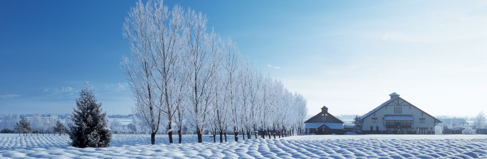 富田農場是北海道最大的觀光農場。
