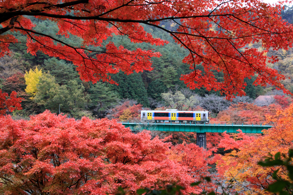 觀賞色彩斑斕的紅葉在日本已有數百年歷史。