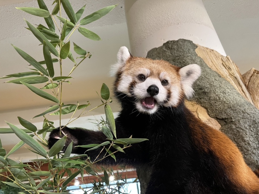 名護自然動植物公園。