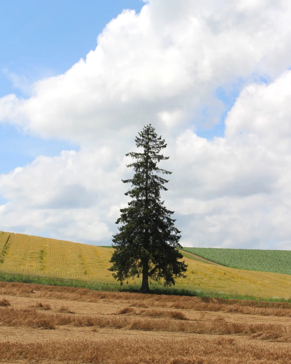 獨自一棵孤零零矗立在丘陵地上，加上外觀與一般的聖誕樹相似，而且樹尖看起來像一顆星形，所以亦被稱為「美瑛聖誕樹」、「孤獨的聖誕樹」。
