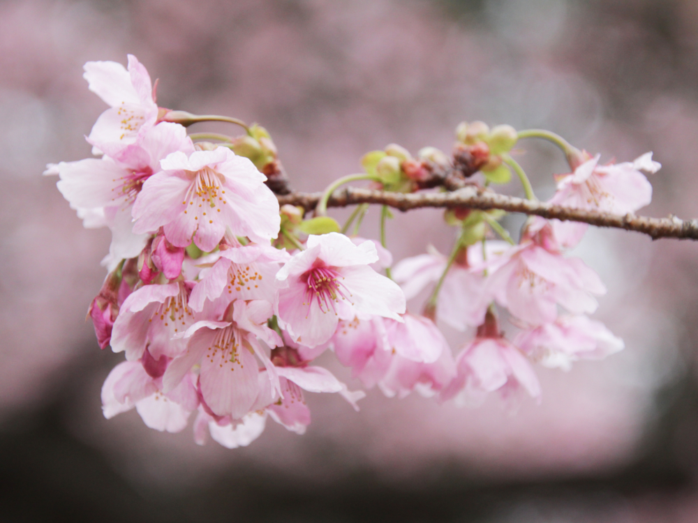 新宿御苑種植了超過65個不同品種的櫻花，多達近千株櫻花樹。
