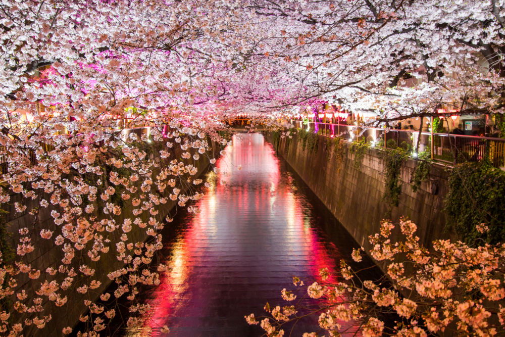 目黑川的夜間點燈賞夜櫻絕美，散發出不同於白天的浪漫又神秘氛圍～