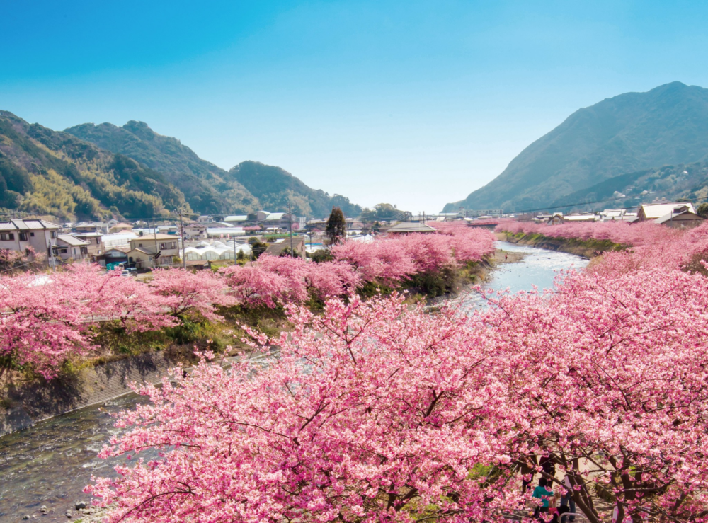 每逢河津櫻花期來臨,河津川兩岸約8,000棵櫻花樹盛開,其中約850棵沿著長約4公里的河岸,形成超壯觀、絕美的櫻花隧道。