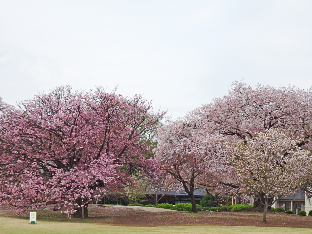 新宿御苑每個月的開放時間都略不同，但春天櫻花季3月25日至4月24日及秋天楓葉季11月1日至15日除外，每天開放。