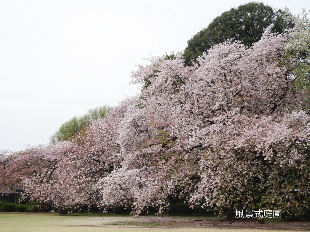 英國庭園是新宿御苑佔地面積最大的庭園！