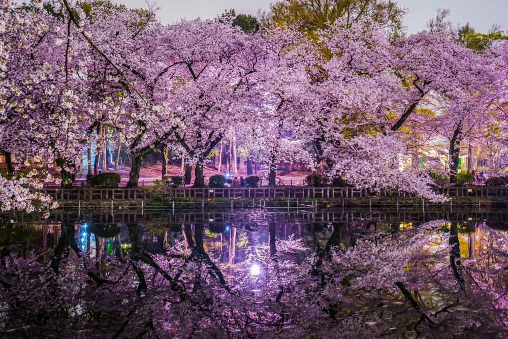 井之頭恩賜公園種植了約500棵櫻花樹,一大片粉色櫻花將整個公園染成粉色,十分唯美壯觀!