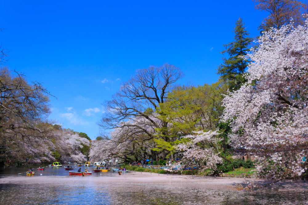 井之頭恩賜公園。