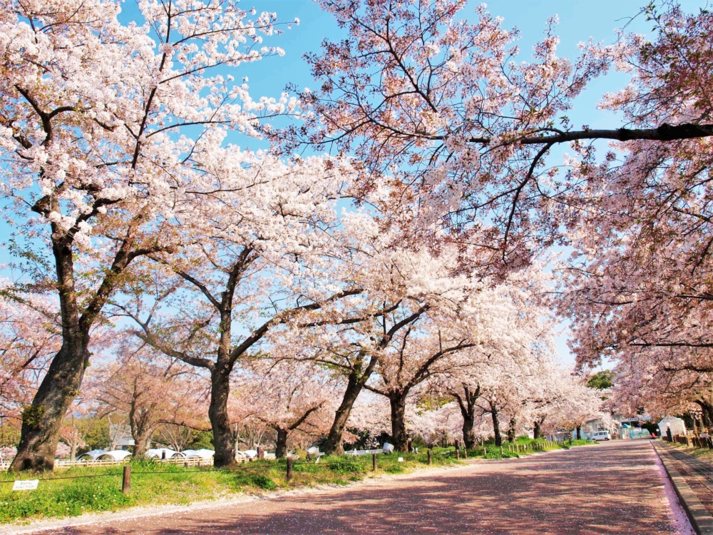 萬博紀念公園。
