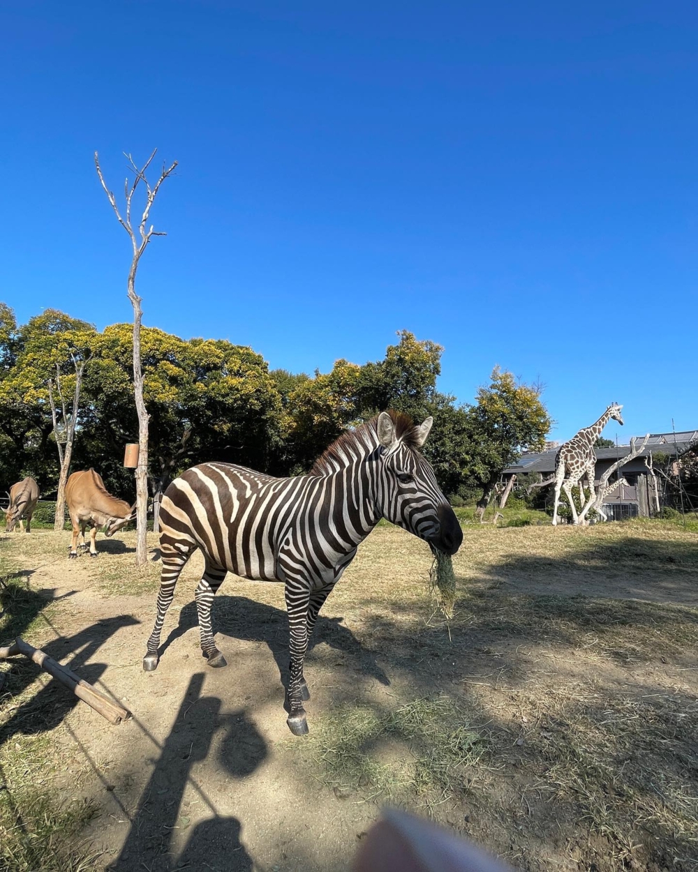 天王寺動物園。