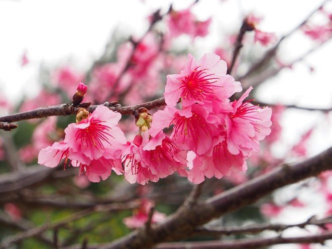沖繩櫻花景點推介:漫湖公園。