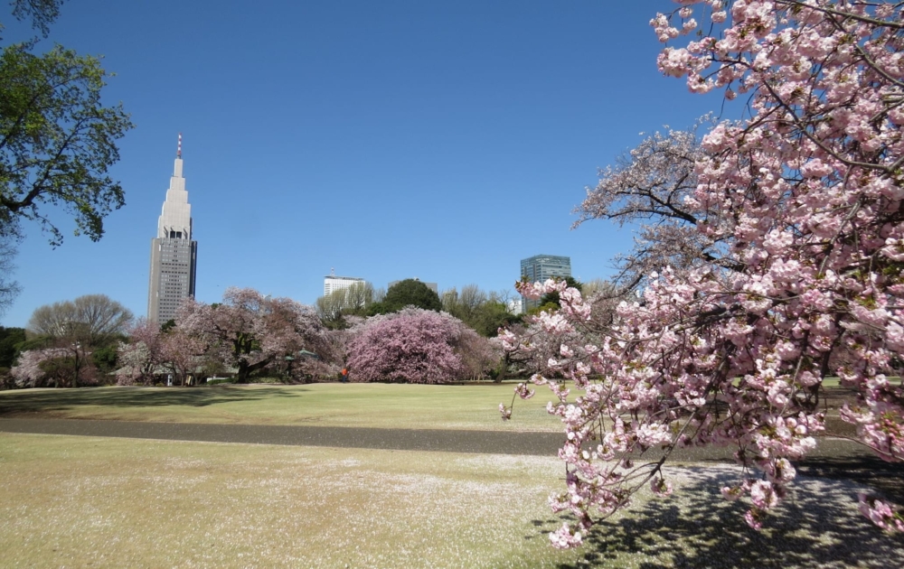 新宿御苑擁有百年歷史的皇室庭園,同時亦是東京賞櫻名所之一!