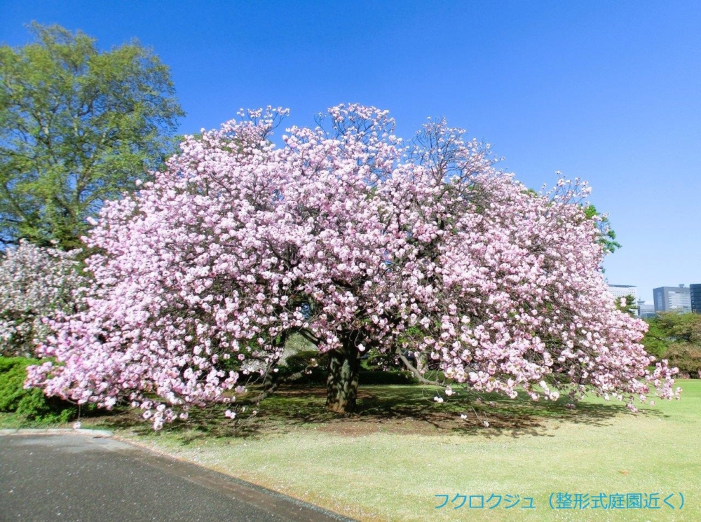 法國庭園（整形式庭園/幾何式庭園）。