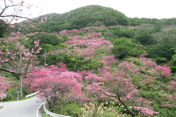 沖繩櫻花景點推介:八重岳·八重岳櫻之森公園。