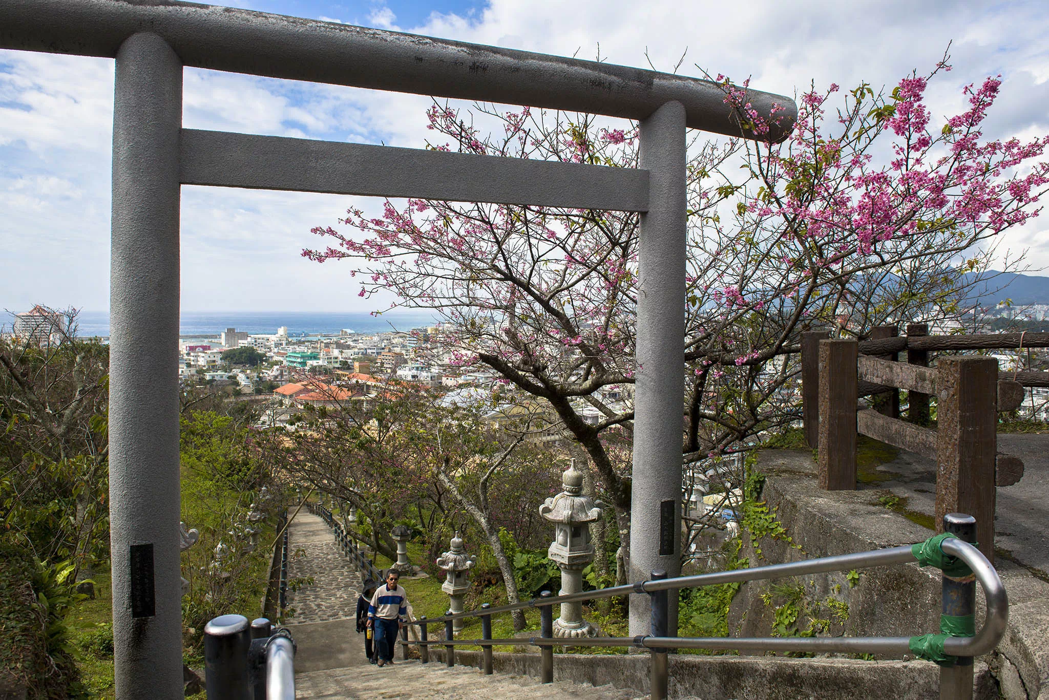 沖繩櫻花景點推介:名護城公園(名護中央公園)。