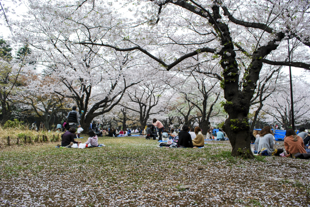 代代木公園種植了超過500棵櫻花樹,主要分佈在噴泉池周邊、中央廣場、櫻之園及丘陵廣場一帶~