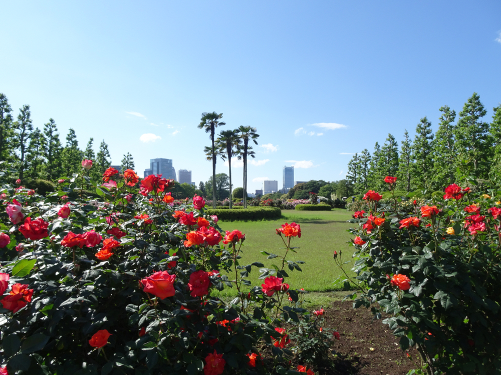 法國庭園中央設有一個玫瑰花壇，種植了逾百種、500叢以上的豔麗玫瑰花～