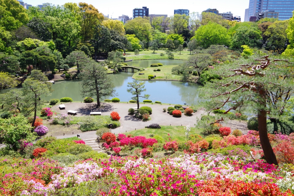 六義園以擁有超過300年歷史的傳統回遊式庭園,以及樹齡超過70年的大枝垂櫻著稱~