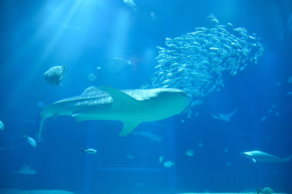 日本規模最壯觀的水族館之一,以展出獨有的海洋生物及完美複製大自然環境聞名!