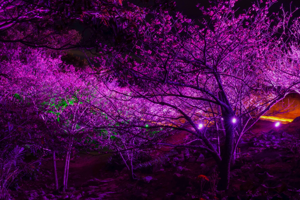 白天與夜晚呈現兩種不同風情的櫻花~