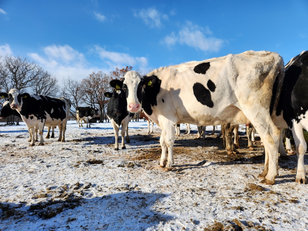 一直堅持使用北海道自家放牧農場的放牧冬季牛乳製作生朱古力甜點。
