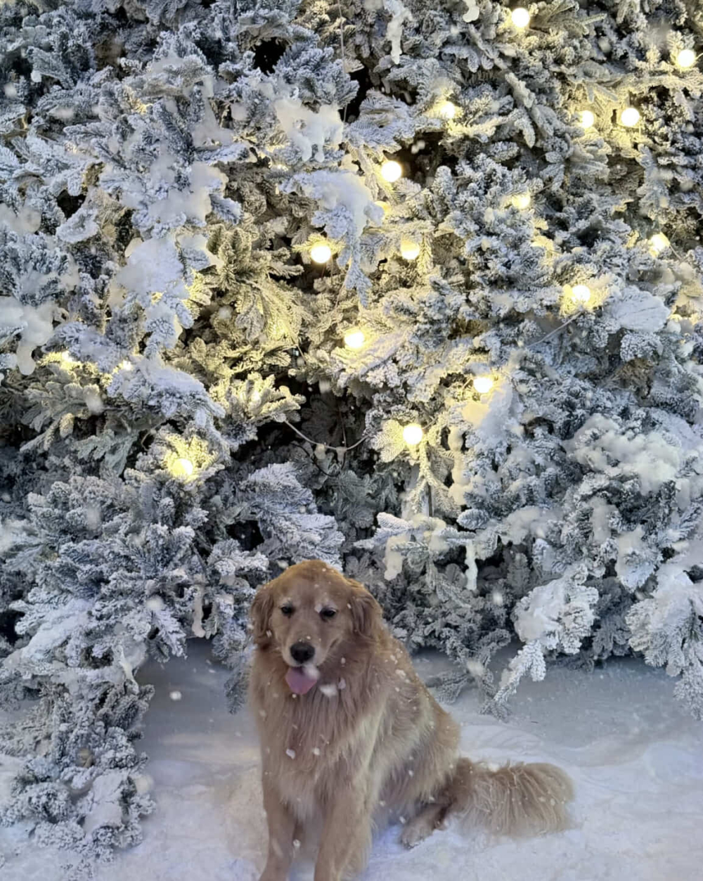 萬象前海屬於寵物友善的商場,可以帶寵物一起去感受夢幻的冰雪世界!