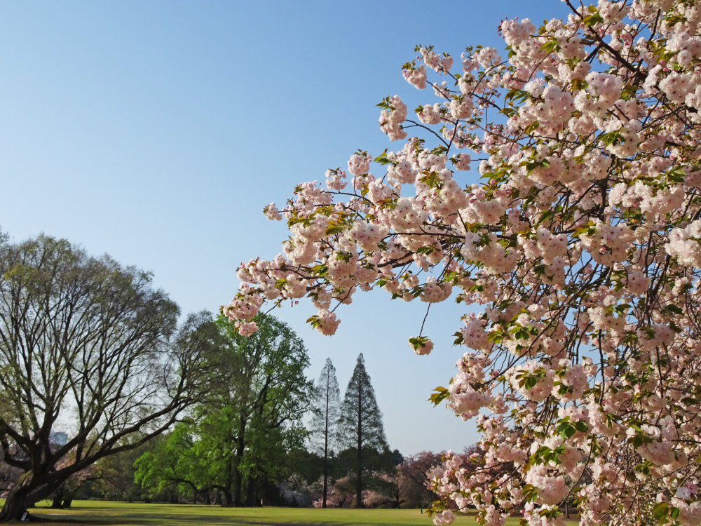 新宿御苑獲得「日本櫻花名所百選」！