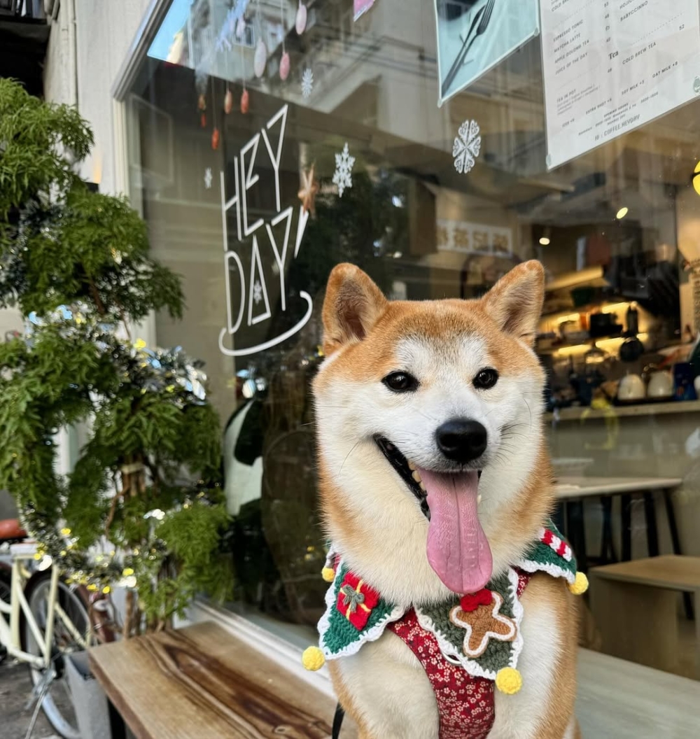 香港寵物友善餐廳推薦1|HeyDay Cafe