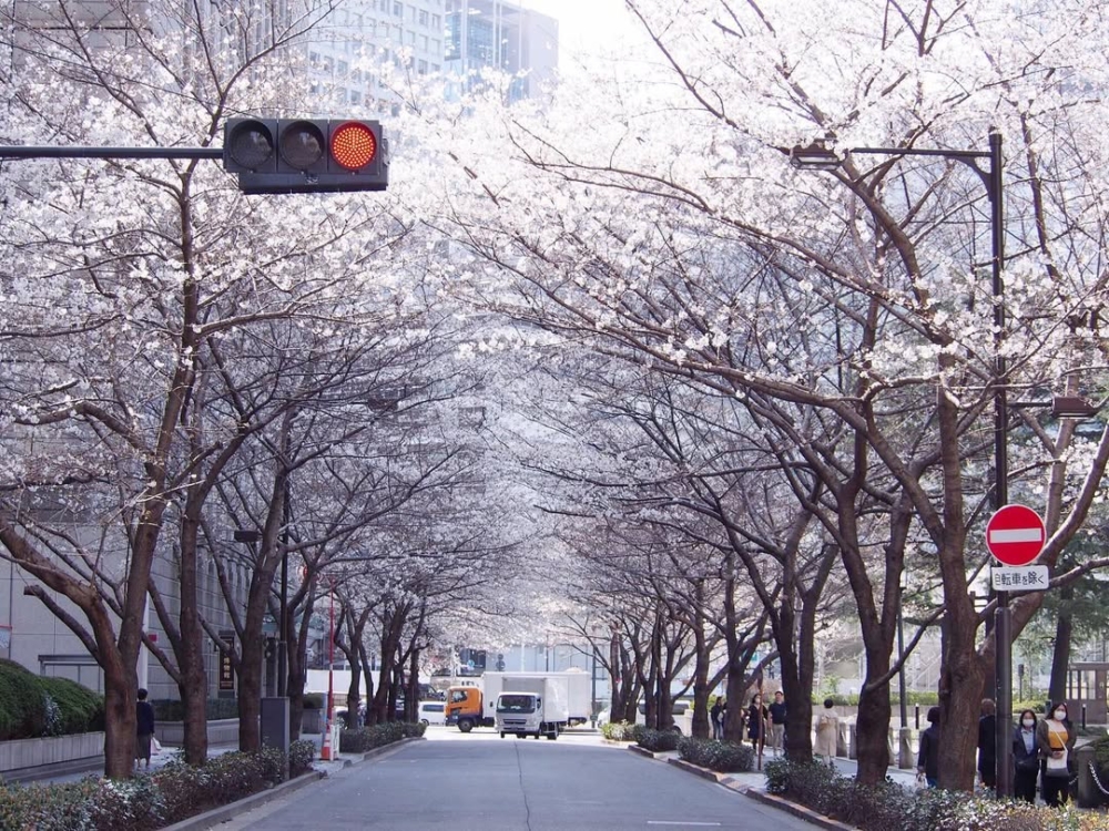日本橋最著名的櫻花景點是位於東京站附近的「江戶櫻花通（江戸桜通り）」！