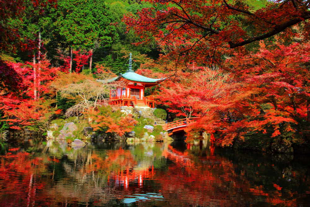 紅葉圍繞著日式庭園,倒映在湖面上,美得像一幅畫,讓人想靜靜欣賞!