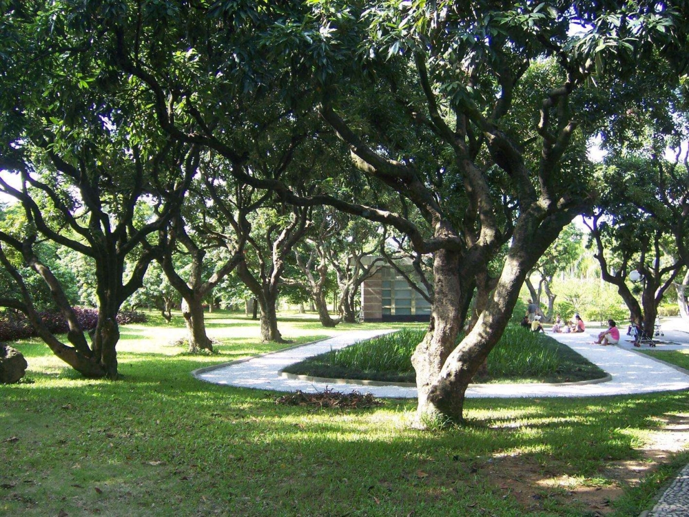 荔枝樹是荔香公園的主要樹種,種植了逾1,000棵荔枝樹,是深圳區最大的古荔枝群之一!