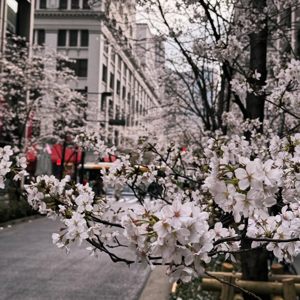 每年櫻花季，整個日本橋街區都會變成一片櫻花海，並舉辦各式各樣節慶活動～