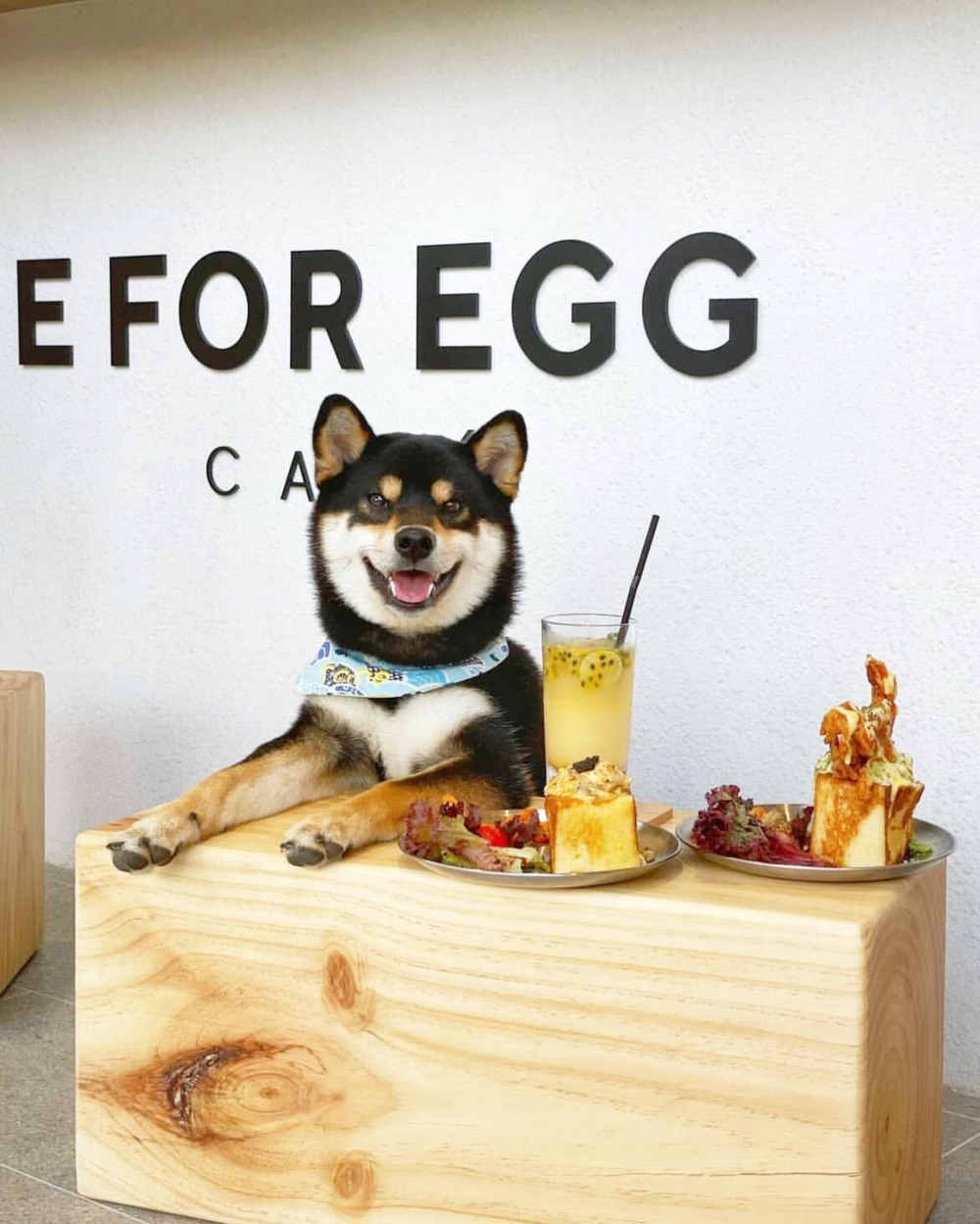 香港寵物友善餐廳推薦9|E FOR EGG