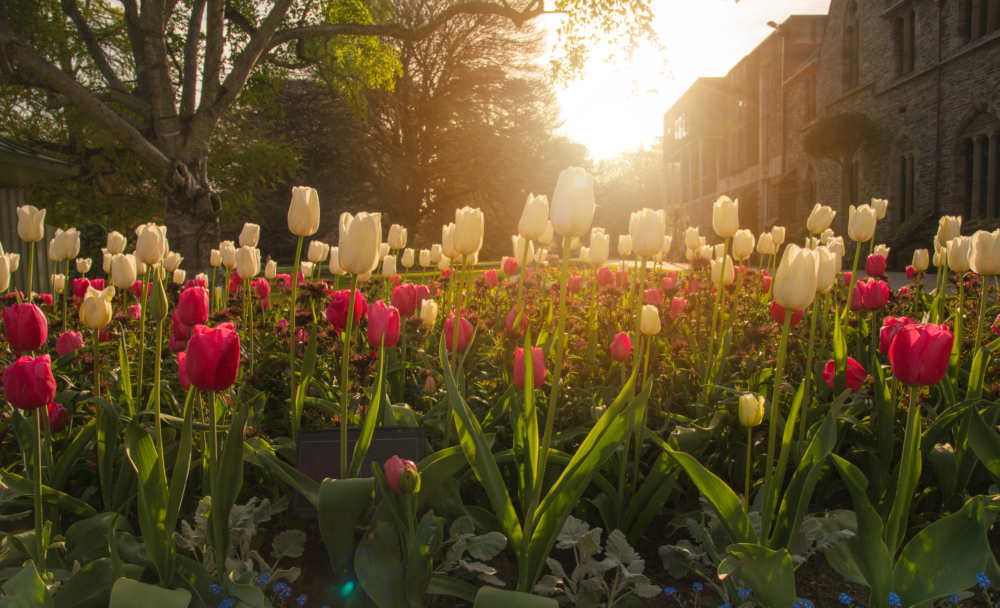 而位於南島的基督城坐擁大大小小的公園和花園素有「花園城市」之美譽，每年2月都會舉辦花卉節