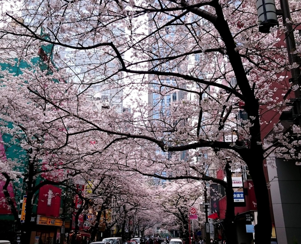 「八重洲櫻花通」從八重洲延伸至日本橋，全長約1公里，種植了逾百棵櫻花樹，擁有「通往日本橋的夢幻櫻花隧道」的美稱！