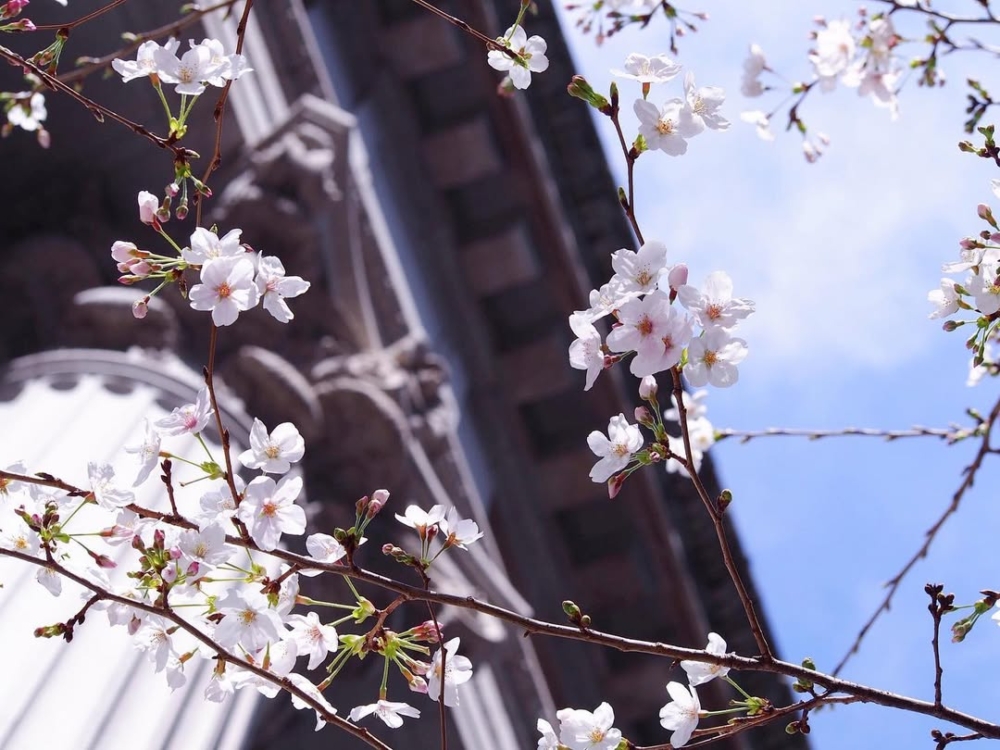 日本橋一帶的櫻花品種以染井吉野櫻為主～