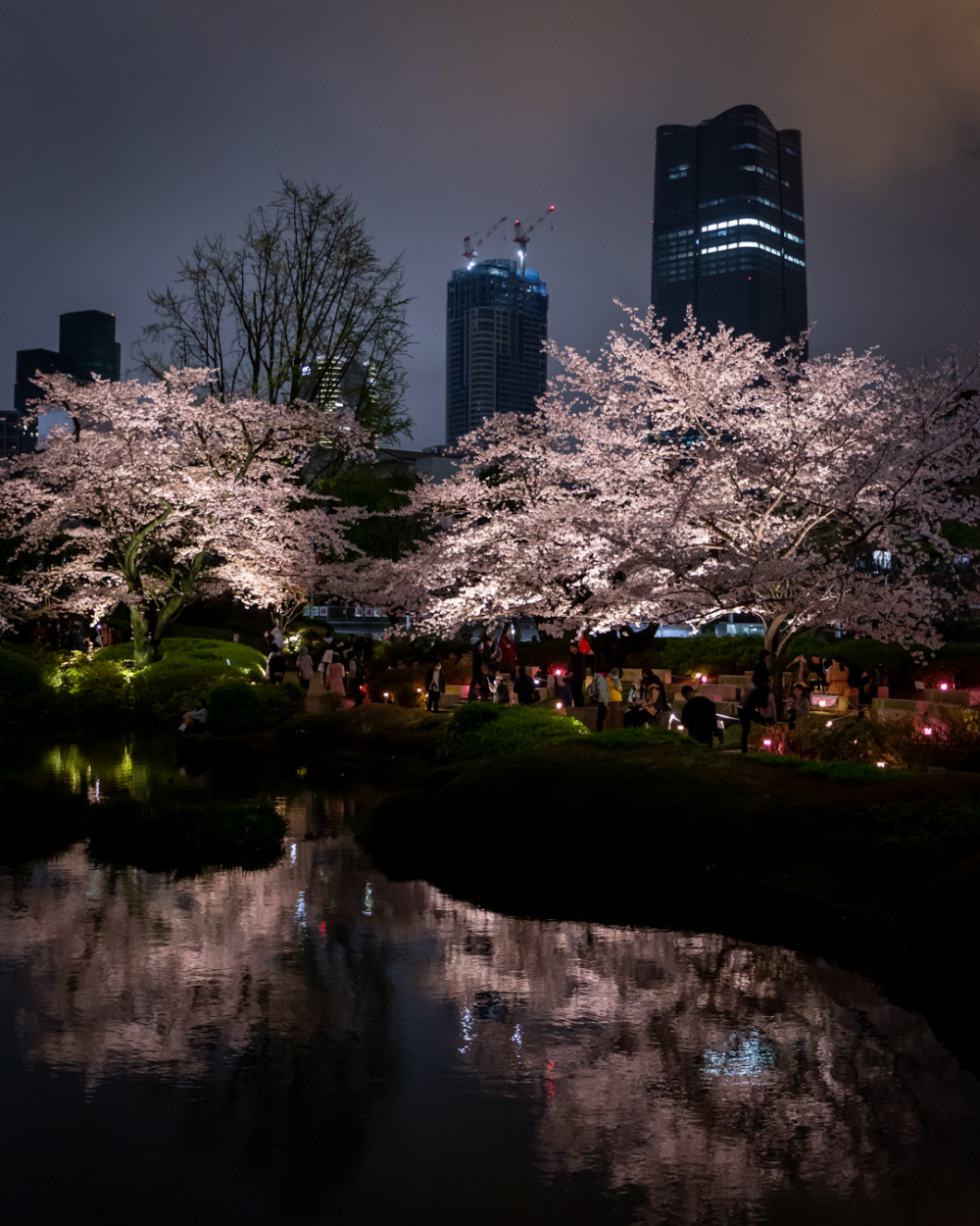 不論是白天、黃昏或夜晚，櫻花與周邊高樓大廈交相輝映，給人一種都市及大自然完美融合的感覺！