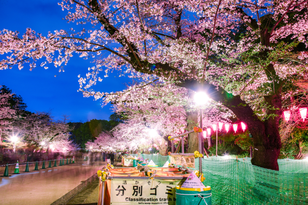 上野公園每年櫻花季都會吸引大批日本市民及遊客賞櫻，甚至特別前來野餐，從白天一直熱鬧到夜晚。