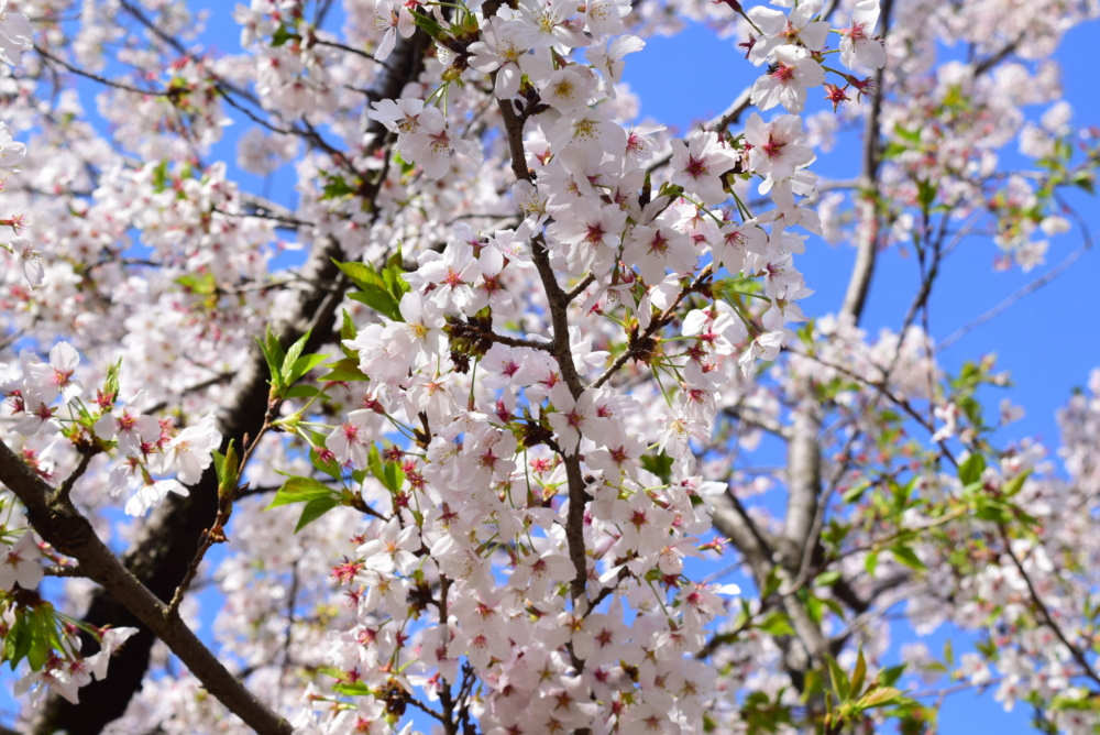 枝垂櫻的花期一般於3月中旬至下旬，比東京市內其他櫻花品種如染井吉野櫻提早一至兩週更早開花。
