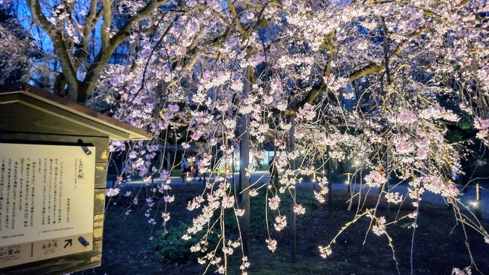 櫻花在燈光的映照下呈現出不同於白天的迷人夢幻景象，充滿奇幻神秘感的夜櫻絕美！點