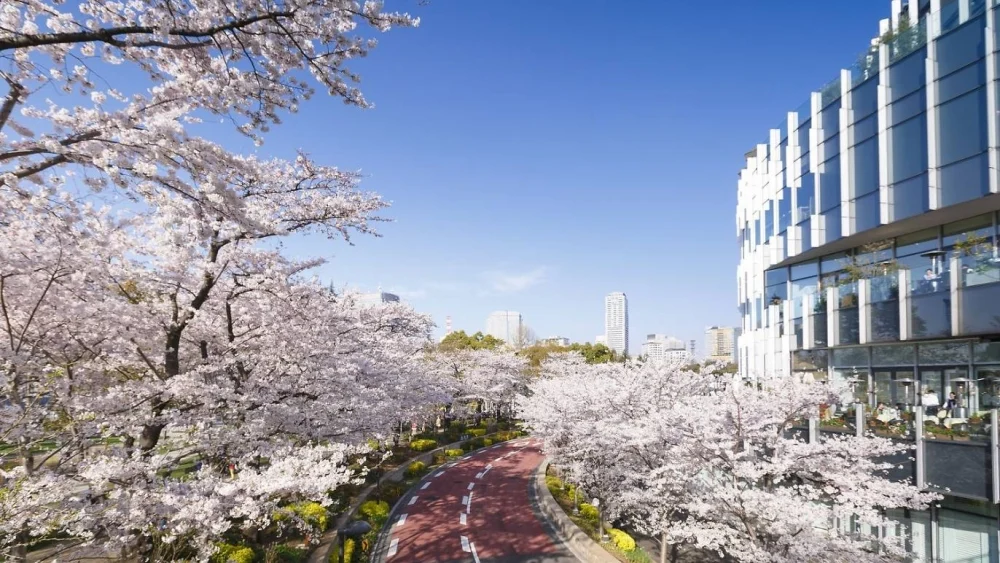 東京中城以「櫻花步道」最著名，長約200米的櫻花大道，種植了約150株以染井吉野櫻樹。