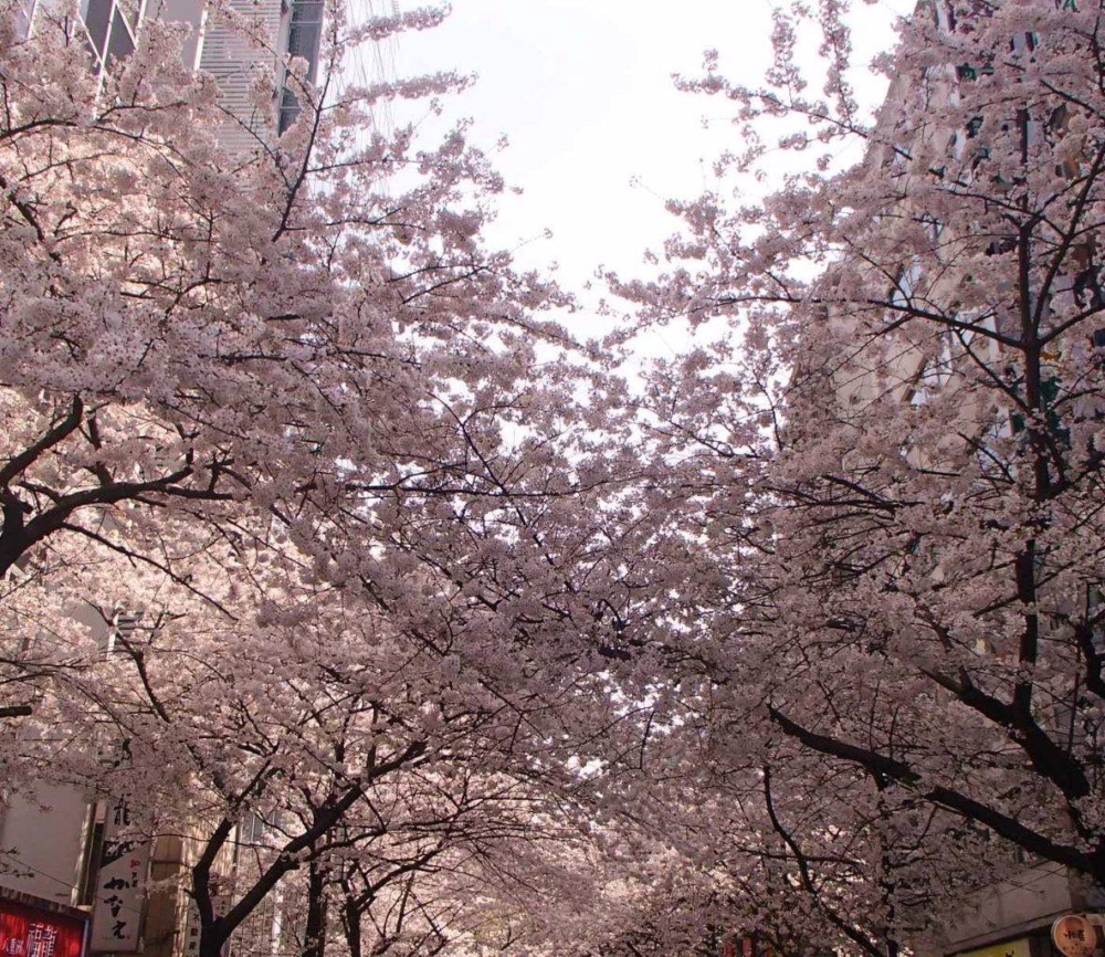 每年4月上旬，八重洲櫻花通會舉辦盛大的櫻花祭，活動一般持續約3至5天。