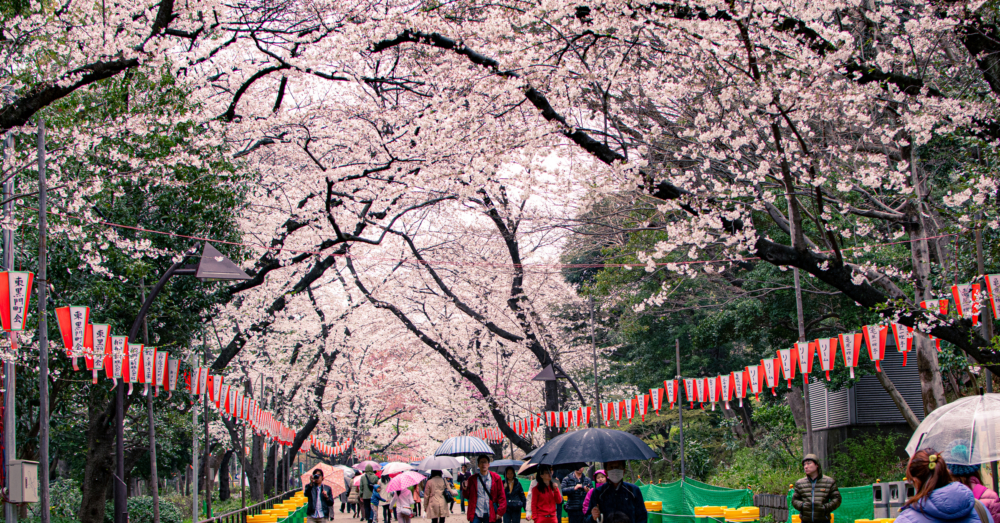 上野公園特別列出一些賞櫻規則，包括不能觸碰櫻花、不要大聲喧嘩或製造噪音、不能攜帶火爐等。
