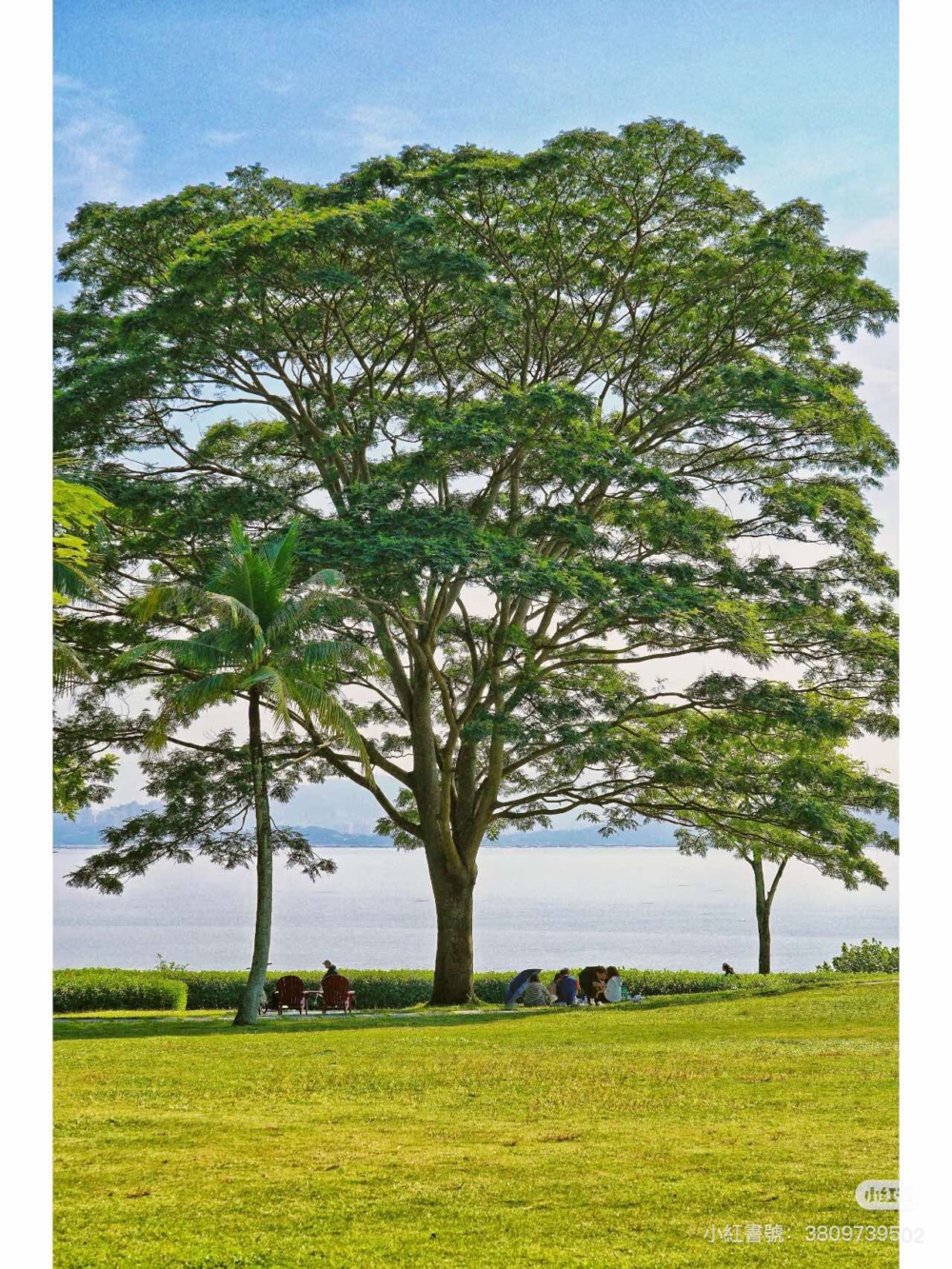 深圳灣公園。